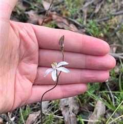 Caladenia moschata (Musky Caps) at Wee Jasper, NSW - 27 Oct 2024 by courtneyb