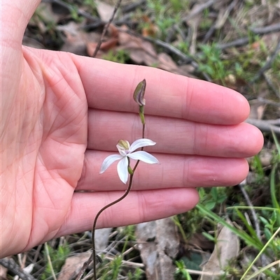 Caladenia moschata (Musky Caps) at Wee Jasper, NSW - 26 Oct 2024 by courtneyb