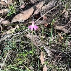 Caladenia carnea (Pink Fingers) at Wee Jasper, NSW - 27 Oct 2024 by courtneyb