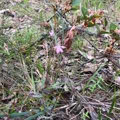 Caladenia carnea (Pink Fingers) at Wee Jasper, NSW - 27 Oct 2024 by courtneyb