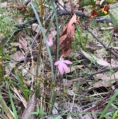 Caladenia carnea at Wee Jasper, NSW - suppressed