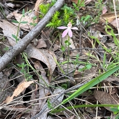 Caladenia carnea at Wee Jasper, NSW - suppressed