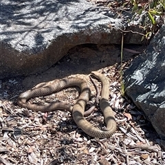 Pseudonaja textilis (Eastern Brown Snake) at Yarralumla, ACT - 27 Oct 2024 by PeterA