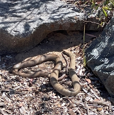 Pseudonaja textilis (Eastern Brown Snake) at Yarralumla, ACT - 27 Oct 2024 by PeterA