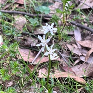 Wurmbea dioica subsp. dioica at Wee Jasper, NSW - 27 Oct 2024 08:04 AM