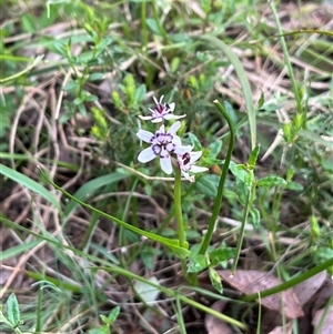 Wurmbea dioica subsp. dioica at Wee Jasper, NSW - 27 Oct 2024