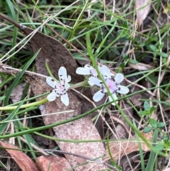 Wurmbea dioica subsp. dioica (Early Nancy) at Wee Jasper, NSW - 26 Oct 2024 by courtneyb