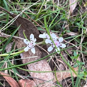 Wurmbea dioica subsp. dioica at Wee Jasper, NSW - 27 Oct 2024 08:04 AM