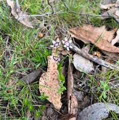 Wurmbea dioica subsp. dioica (Early Nancy) at Wee Jasper, NSW - 26 Oct 2024 by courtneyb