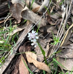 Wurmbea dioica subsp. dioica (Early Nancy) at Wee Jasper, NSW - 26 Oct 2024 by courtneyb