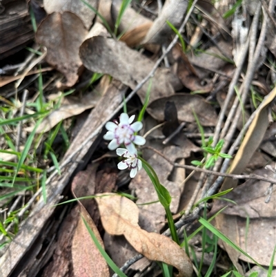 Wurmbea dioica subsp. dioica (Early Nancy) at Wee Jasper, NSW - 26 Oct 2024 by courtneyb