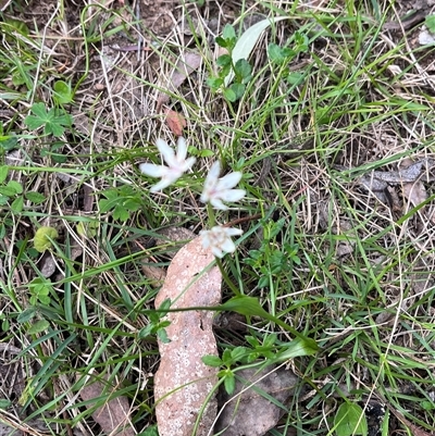 Wurmbea dioica subsp. dioica (Early Nancy) at Wee Jasper, NSW - 27 Oct 2024 by courtneyb