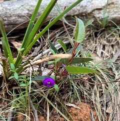 Hardenbergia violacea (False Sarsaparilla) at Wee Jasper, NSW - 27 Oct 2024 by courtneyb