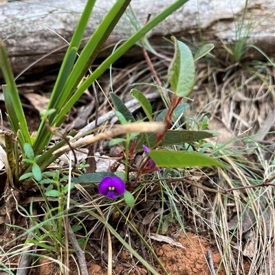 Hardenbergia violacea (False Sarsaparilla) at Wee Jasper, NSW - 27 Oct 2024 by courtneyb