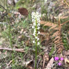 Stackhousia monogyna (Creamy Candles) at Wee Jasper, NSW - 26 Oct 2024 by courtneyb