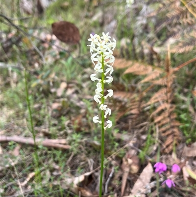 Stackhousia monogyna (Creamy Candles) at Wee Jasper, NSW - 27 Oct 2024 by courtneyb