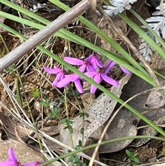 Tetratheca bauerifolia (Heath Pink-bells) at Wee Jasper, NSW - 26 Oct 2024 by courtneyb