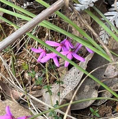 Tetratheca bauerifolia (Heath Pink-bells) at Wee Jasper, NSW - 27 Oct 2024 by courtneyb