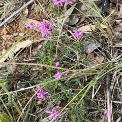 Tetratheca bauerifolia at Wee Jasper, NSW - 27 Oct 2024 07:57 AM