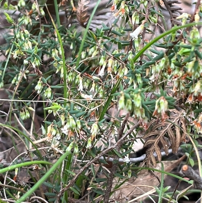 Styphelia fletcheri subsp. brevisepala (Twin Flower Beard-Heath) at Wee Jasper, NSW - 26 Oct 2024 by courtneyb