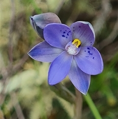 Thelymitra simulata (Graceful Sun-orchid) at Denman Prospect, ACT - 27 Oct 2024 by WalkYonder