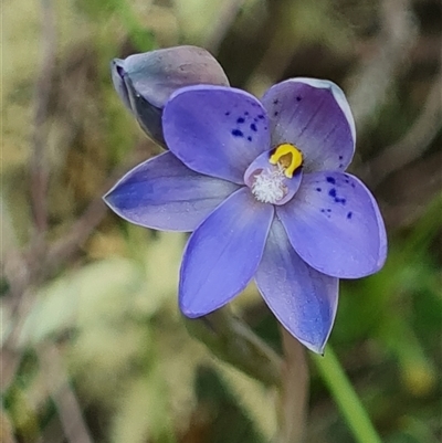 Thelymitra simulata (Graceful Sun-orchid) at Denman Prospect, ACT - 27 Oct 2024 by WalkYonder