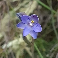 Thelymitra simulata at Denman Prospect, ACT - 27 Oct 2024