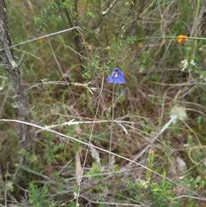 Thelymitra simulata at Denman Prospect, ACT - 27 Oct 2024