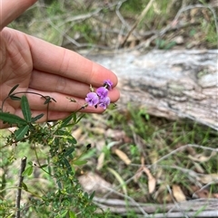 Glycine clandestina (Twining Glycine) at Wee Jasper, NSW - 27 Oct 2024 by courtneyb