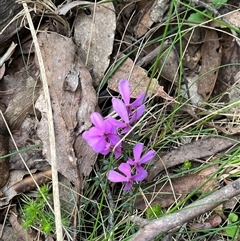 Tetratheca bauerifolia (Heath Pink-bells) at Wee Jasper, NSW - 26 Oct 2024 by courtneyb