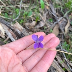 Viola betonicifolia (Mountain Violet) at Wee Jasper, NSW - 27 Oct 2024 by courtneyb