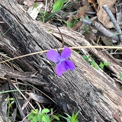 Viola betonicifolia at Wee Jasper, NSW - 27 Oct 2024 08:10 AM