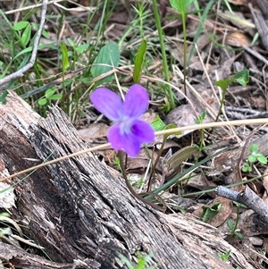 Viola betonicifolia at Wee Jasper, NSW - 27 Oct 2024 08:10 AM