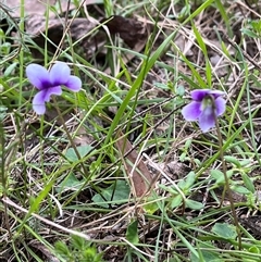 Viola hederacea (Ivy-leaved Violet) at Wee Jasper, NSW - 27 Oct 2024 by courtneyb