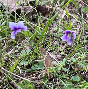 Viola hederacea at Wee Jasper, NSW - 27 Oct 2024 08:04 AM