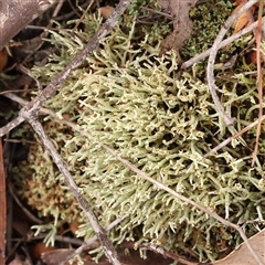 Unidentified Moss, Liverwort or Hornwort at Gundaroo, NSW - 28 Sep 2024 by ConBoekel