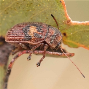 Cadmus (Cadmus) crucicollis at Gundaroo, NSW - 28 Sep 2024 10:30 AM