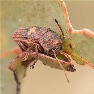 Cadmus (Cadmus) crucicollis at Gundaroo, NSW - 28 Sep 2024 10:30 AM