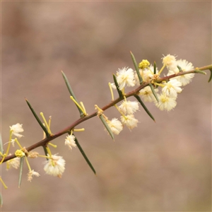 Acacia genistifolia at Gundaroo, NSW - 28 Sep 2024