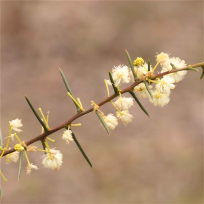 Acacia genistifolia (Early Wattle) at Gundaroo, NSW - 28 Sep 2024 by ConBoekel