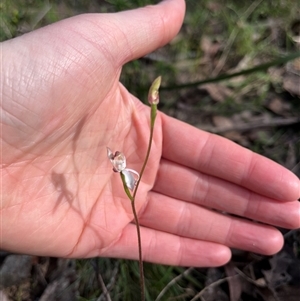 Caladenia moschata at Wee Jasper, NSW - 27 Oct 2024