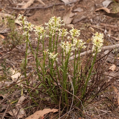 Stackhousia monogyna (Creamy Candles) at Gundaroo, NSW - 28 Sep 2024 by ConBoekel