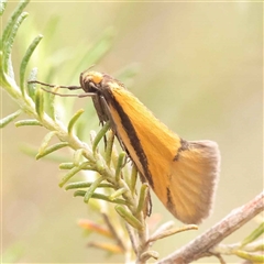 Philobota arabella (Concealer moth) at Gundaroo, NSW - 28 Sep 2024 by ConBoekel