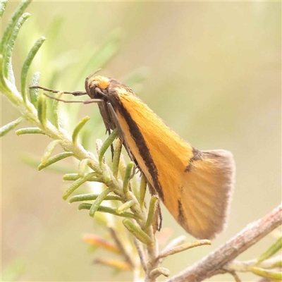 Philobota arabella (Concealer moth) at Gundaroo, NSW - 28 Sep 2024 by ConBoekel