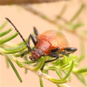 Ecnolagria grandis at Gundaroo, NSW - 28 Sep 2024