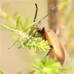 Ecnolagria grandis at Gundaroo, NSW - 28 Sep 2024