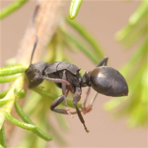 Polyrhachis sp. (genus) at Gundaroo, NSW - 28 Sep 2024