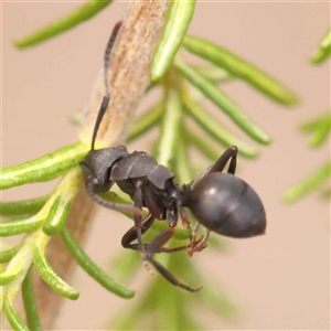 Polyrhachis sp. (genus) at Gundaroo, NSW - 28 Sep 2024