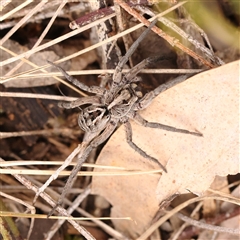 Tasmanicosa sp. (genus) (Tasmanicosa wolf spider) at Gundaroo, NSW - 28 Sep 2024 by ConBoekel