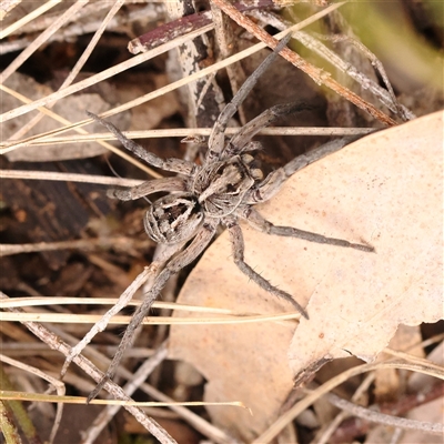 Tasmanicosa sp. (genus) (Tasmanicosa wolf spider) at Gundaroo, NSW - 28 Sep 2024 by ConBoekel